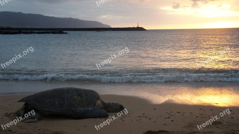 Turtle Sunset Beach Nature Water