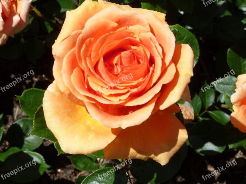 Rose Orange Rose Bloom Flowers Orange Rose