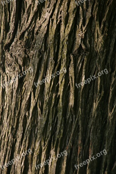 Background Tree Macro Strong Solid