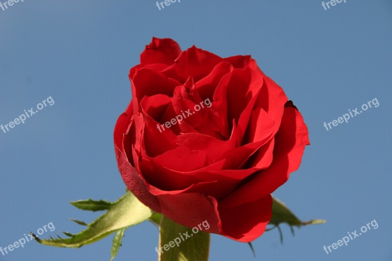 Red Relationship Flower Rose Thorn