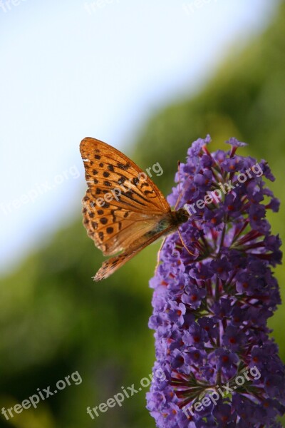 Monarch Butterfly Flower Pollinating Danaus Plexippus France Macro