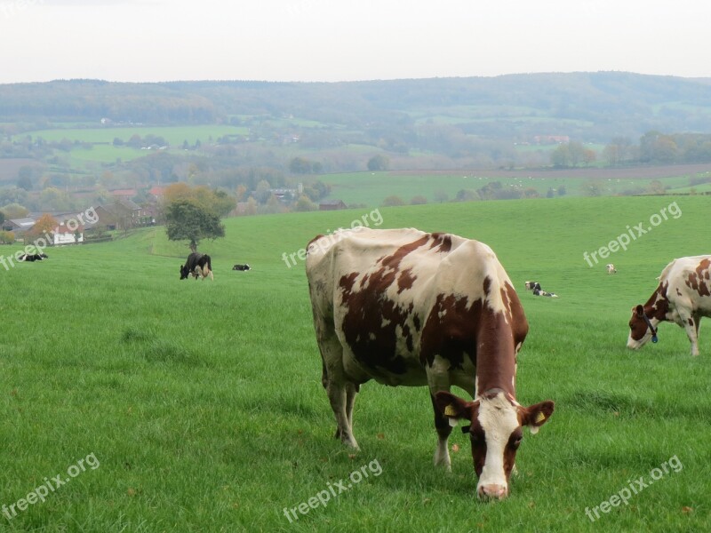 Cow Cows Beef Nature Pasture