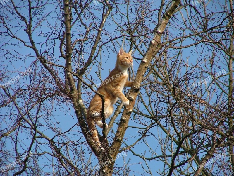 Cat Stuck Tree Ginger White