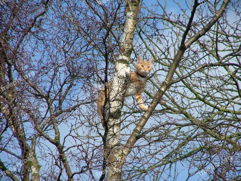 Ginger Cat Stuck Tree Aldridge