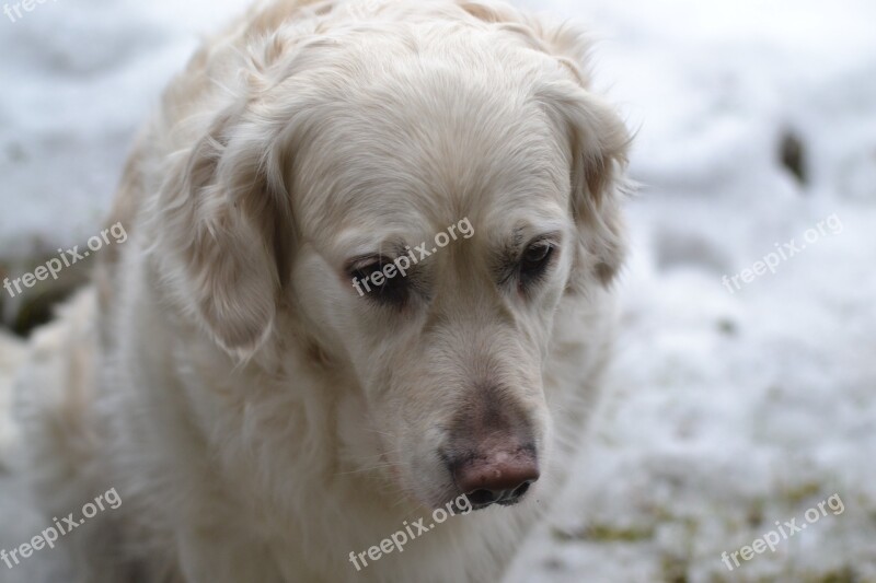 Dog Head Sit Free Photos