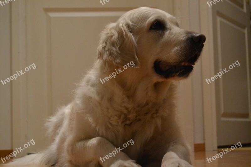 Dog Golden Retriever Free Photos