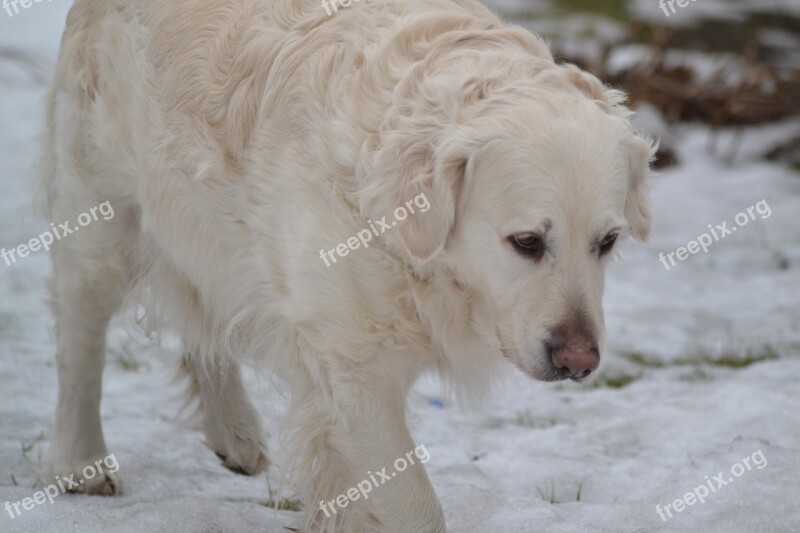 Dog Walks Winter Free Photos