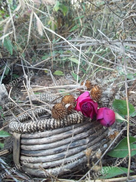 Basket Roses Sunflower Dead Flowers