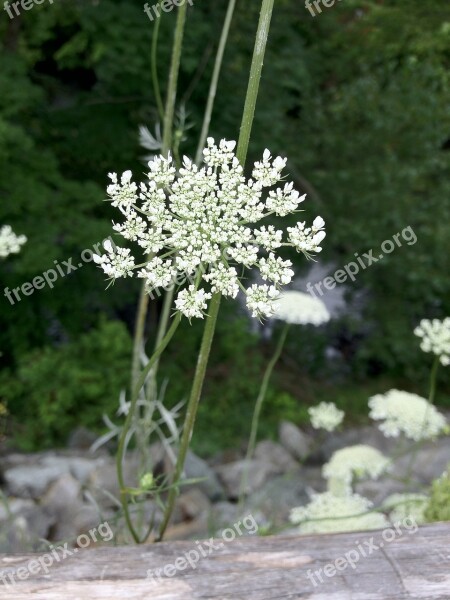 Flower Summer Grow Lace Meadow