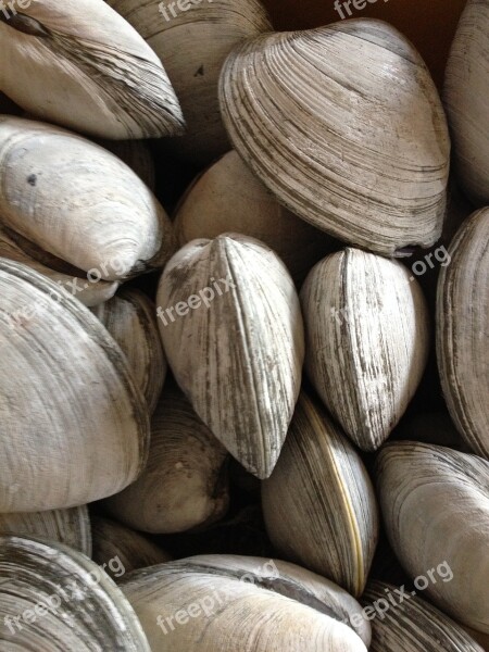 Clams Rhode Island Shellfish Seafood Free Photos