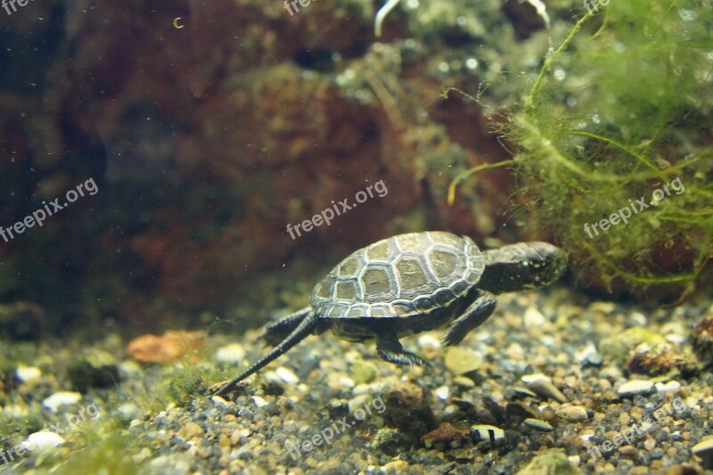 Turtle Baby Animals Free Photos