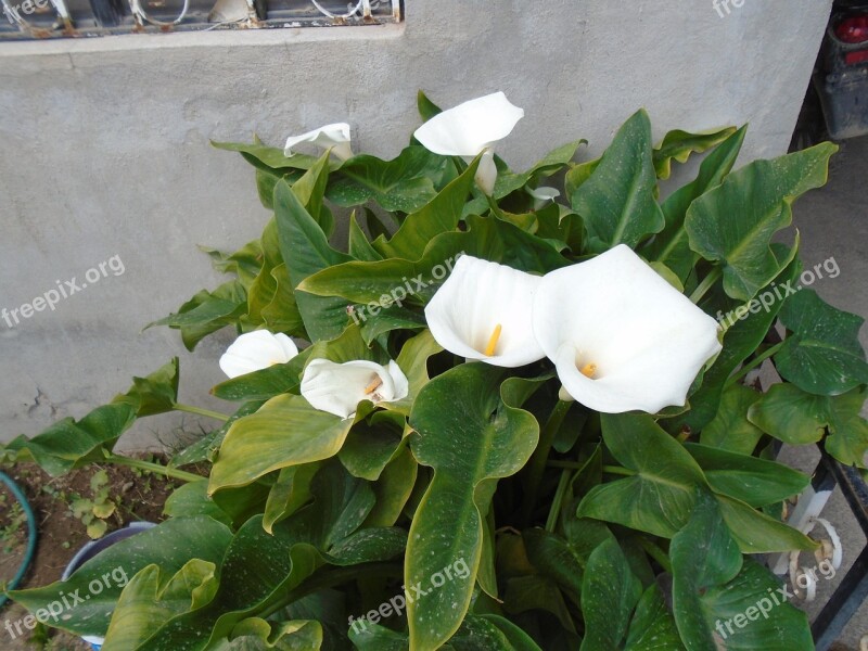 Flowers Alcatraz Whiteness Free Photos