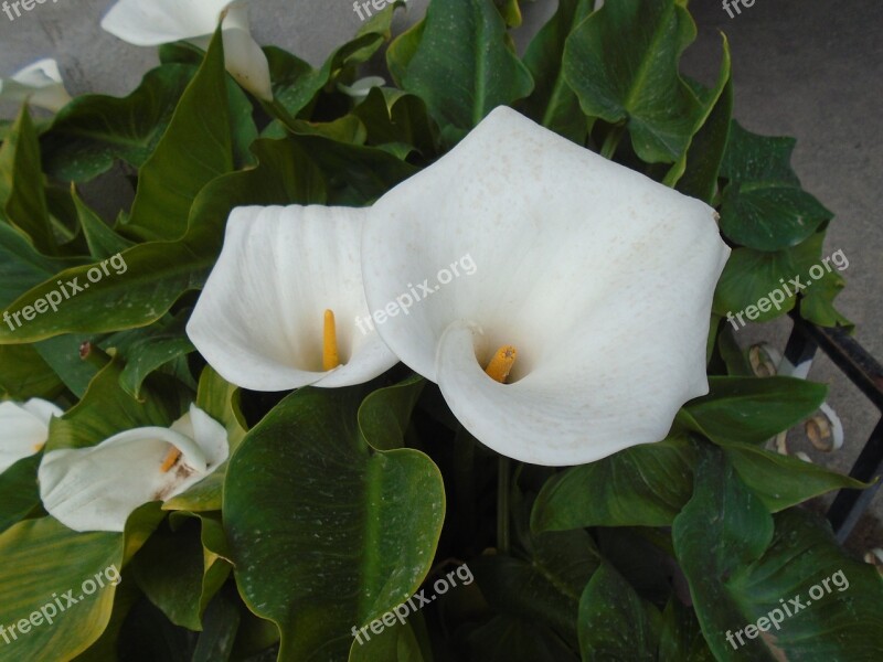 Flowers Alcatraz Whiteness Free Photos