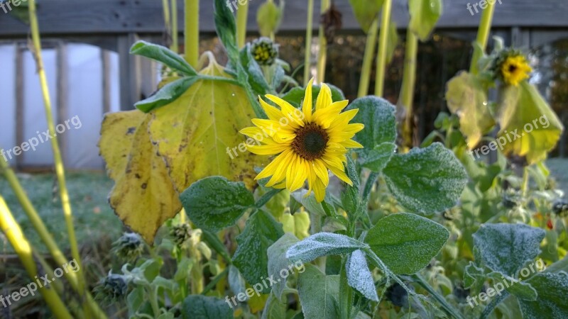 Sunflower Flower Frost Autumn Fall