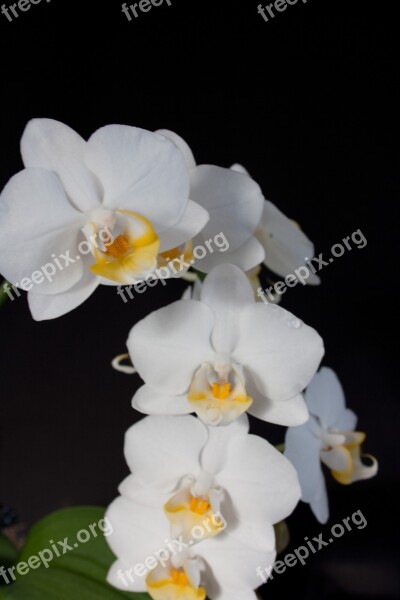 Orchid White Blossom Bloom Flower