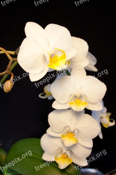 Orchid White Blossom Bloom Flower