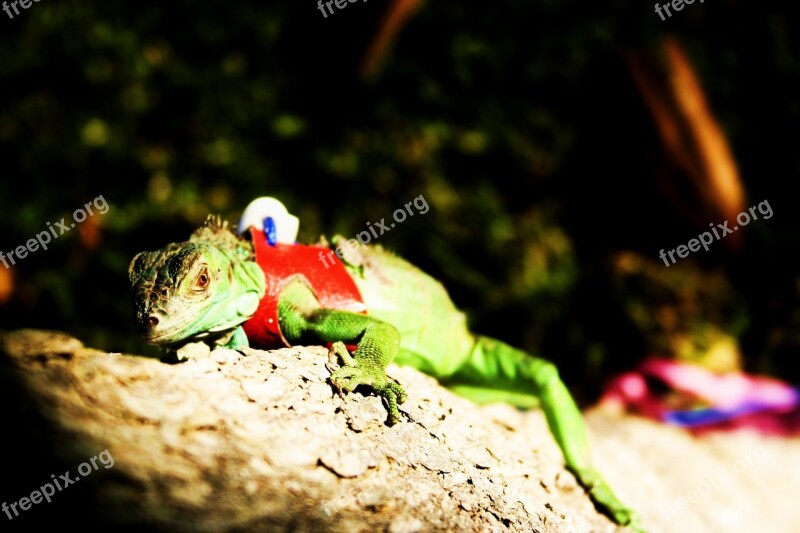 Iguana Green Pet Reptile Nature