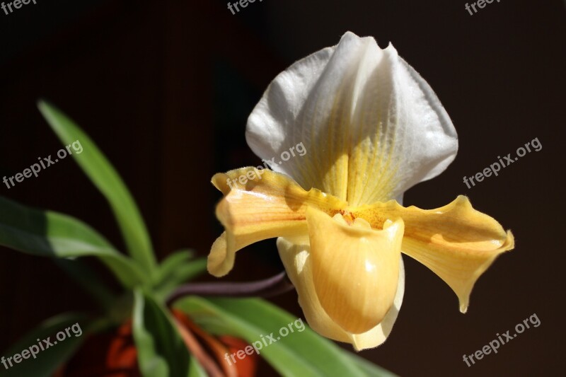 Orchid Frauenschuh Blossom Bloom Flower