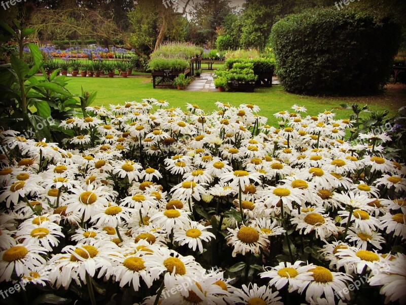 Daisies Garden Gardening Daisy Summer