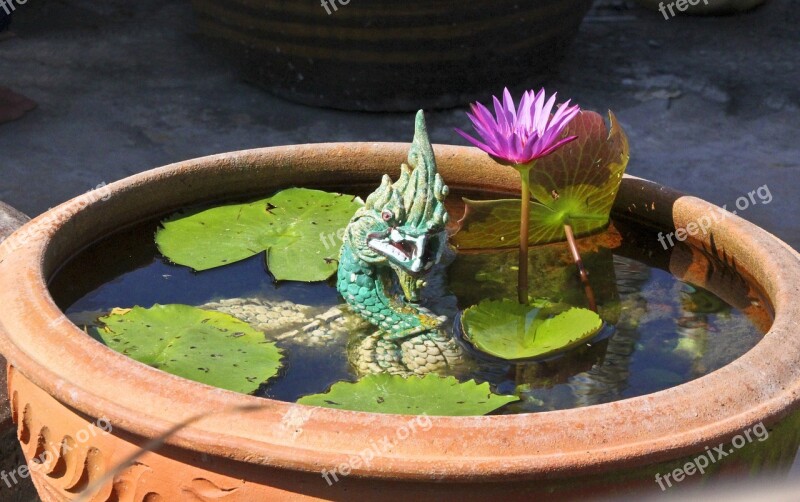 Naga Lotus Plant Flowers Lotus Blossom