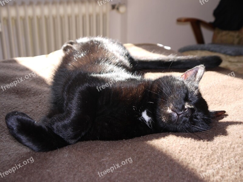 Cat Sleeps Blanket Brown Sun