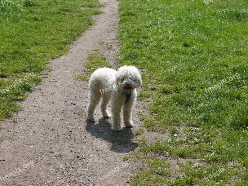 Lagotto Dog White Meadow Nature