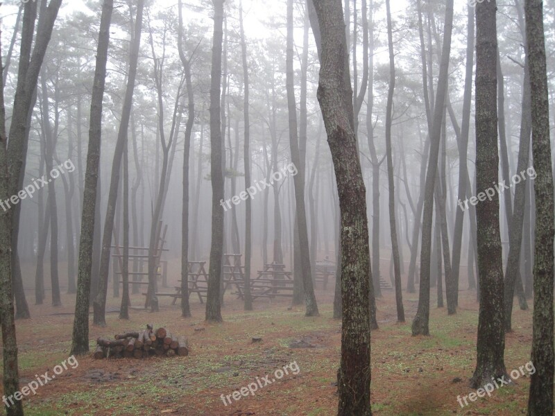 Jeju Island Forest Wood Free Photos