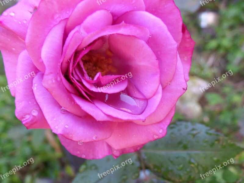 Rose Dew Drop Morning Rose Dew Flower