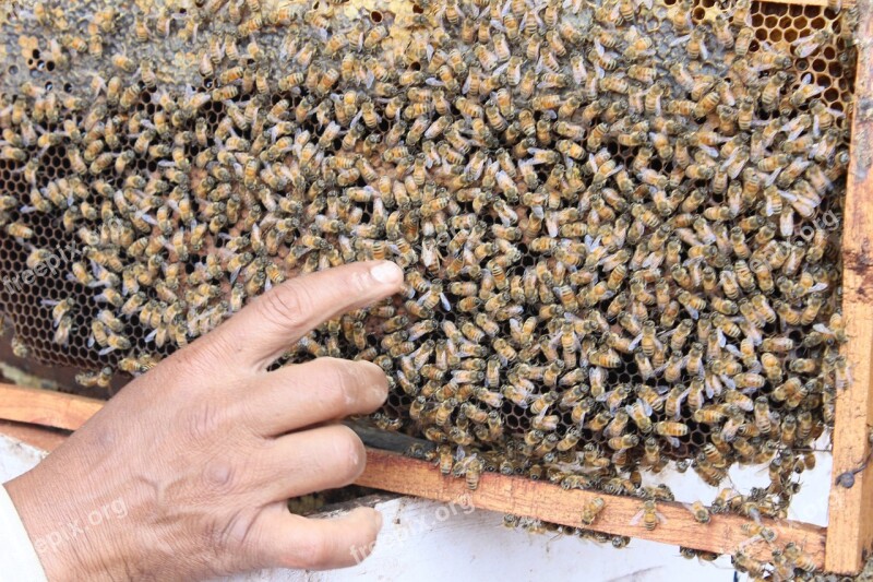 India Bee Queen Bee Honey Insect