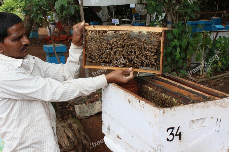 Bee Breeding India Free Photos