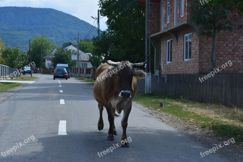 Cow Cow Walking Cow Animal Free Photos