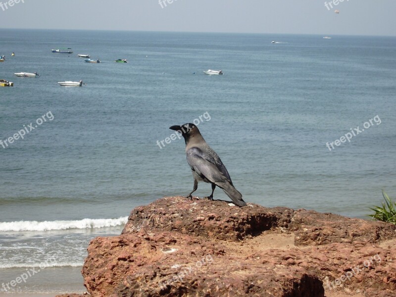 Crow Bird India Goa Travel