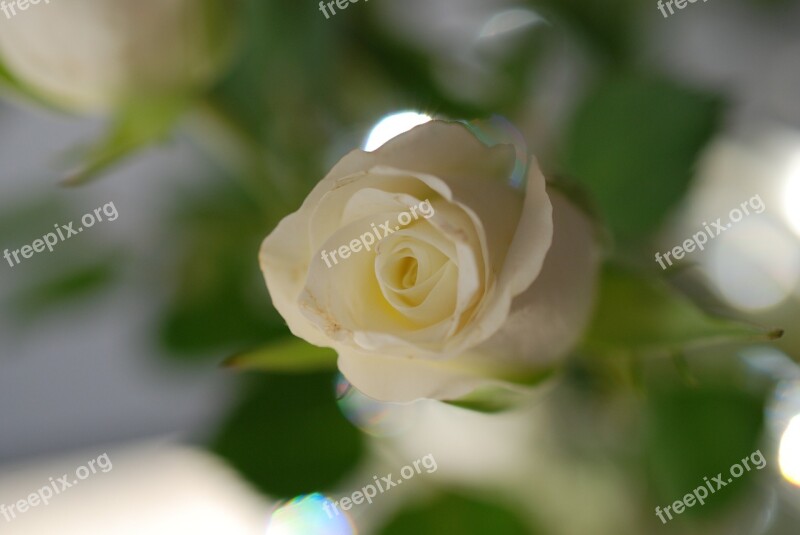 Rose Flower White Rose Shrub Rose Button