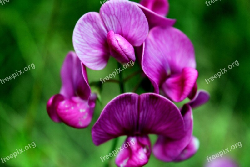 Flower Orchids Bloom Plant Free Photos