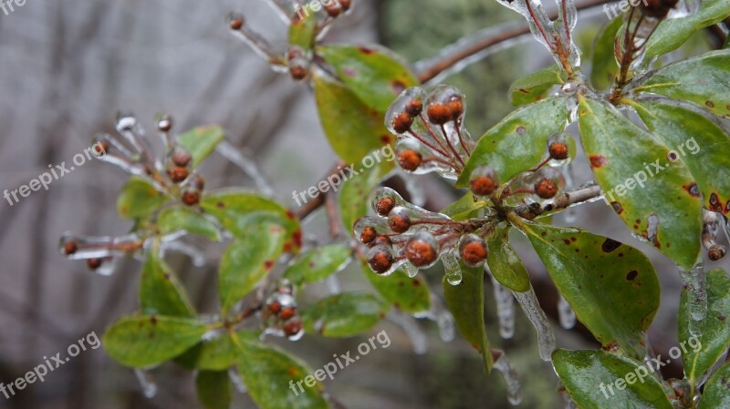 Plant Winter Ice Frozen Thick