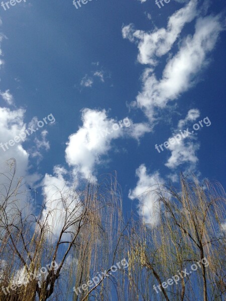 Trees Blue Sky White Cloud Free Photos