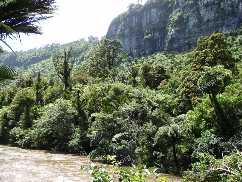 Nz Bush River Wilderness Free Photos