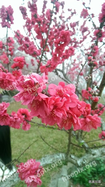 Cherry Blossoms Views Sea Of Flowers Free Photos