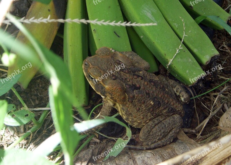 Toad Frog Australia Amphibians Animals