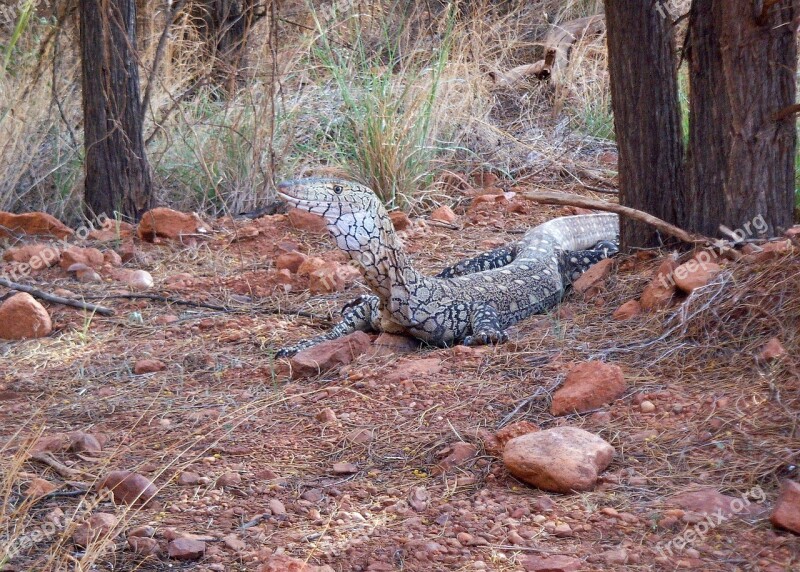 Monitor Lizard Blue Spotted Baumwaran Exotic Outback