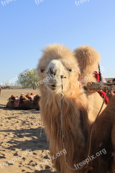 Desert Camel Northwest Free Photos