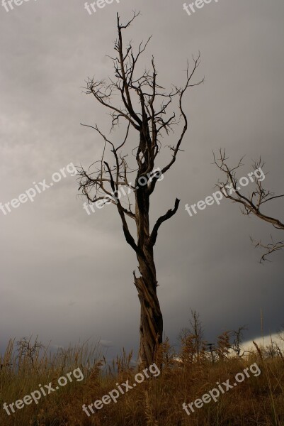 Tree Sky Storm Dead Tree Free Photos