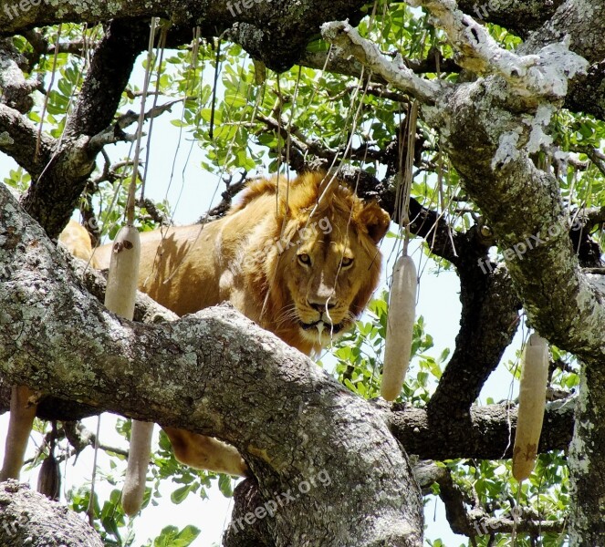 Wildlife Lion On Tree Animal Panthera Serengeti