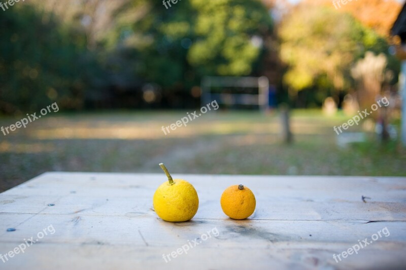 Citrus Fruits Real Citron Free Photos