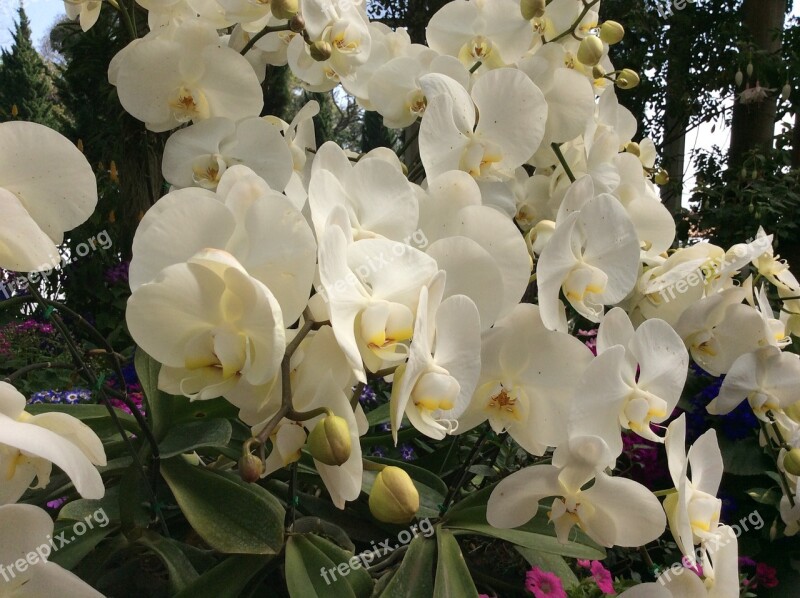 Orchid Flower Thailand White Blossom