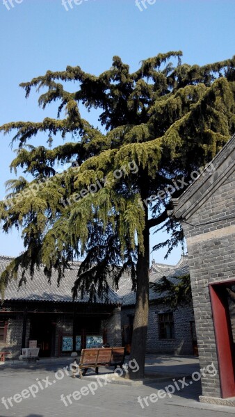 Qufu China Three-hole Trees The Scenery Free Photos