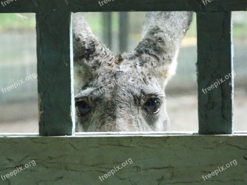 Red Kangaroo Zoo Looking Free Photos