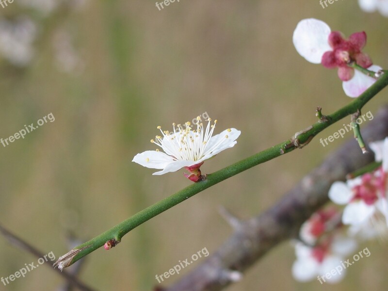 Plum Kyoto Treasure Pond Free Photos