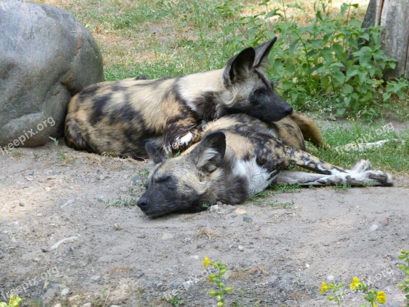 Zoo Hyena Animals Lying Dozing