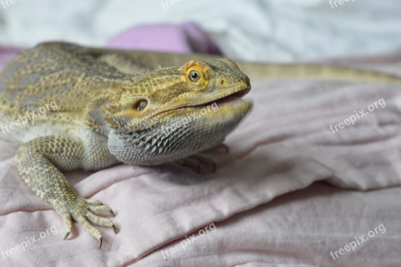 Bearded Dragon Reptile Talking Intelligent Persuading